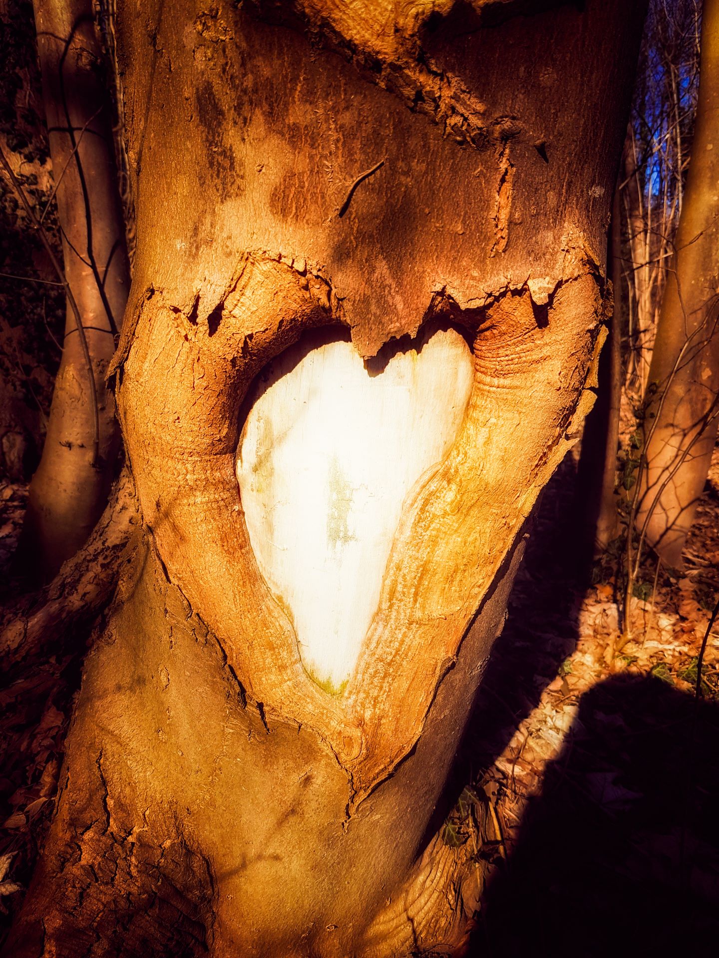 Ein Herz in Baumrinde geschnitzt